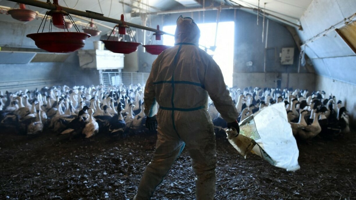 L'élevage intensif accroit les risques de propagation de la grippe aviaire.