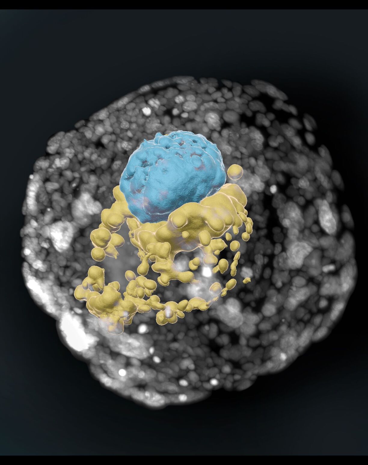 En aus Stammzellen hiergestallten mënschlechen Embryo um 14. Dag vu senger Entwécklung. Déi blo Zelle sinn den Embryo, déi giel Zellen den Dueder-Sak an déi gro Zelle ronderëm sinn d'Plazenta.