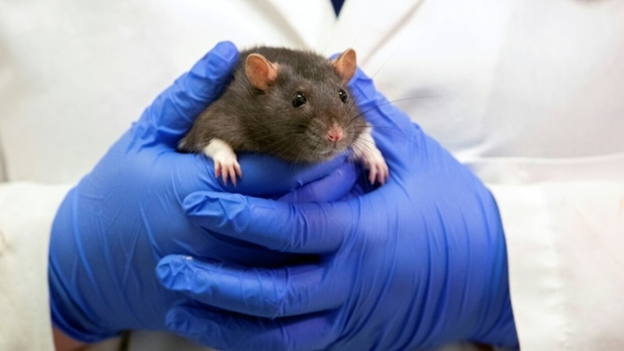 Un rat utilisé pour une étude à l'université de Richmond, en Virginie (est des Etats-Unis), le 2 août 2022