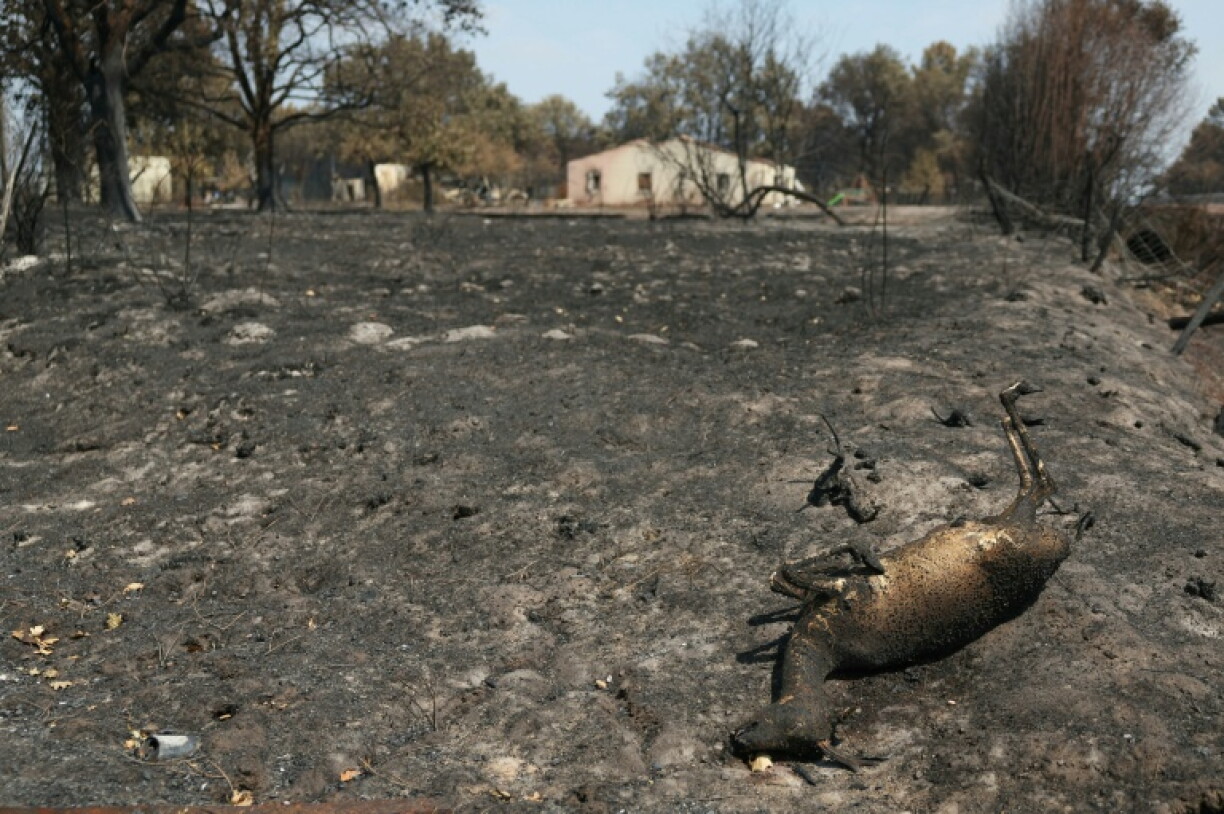 Un chevreuil mort à Andernos-les-Bains, à environ 40 km de Bordeaux, le 27 juillet 2026.