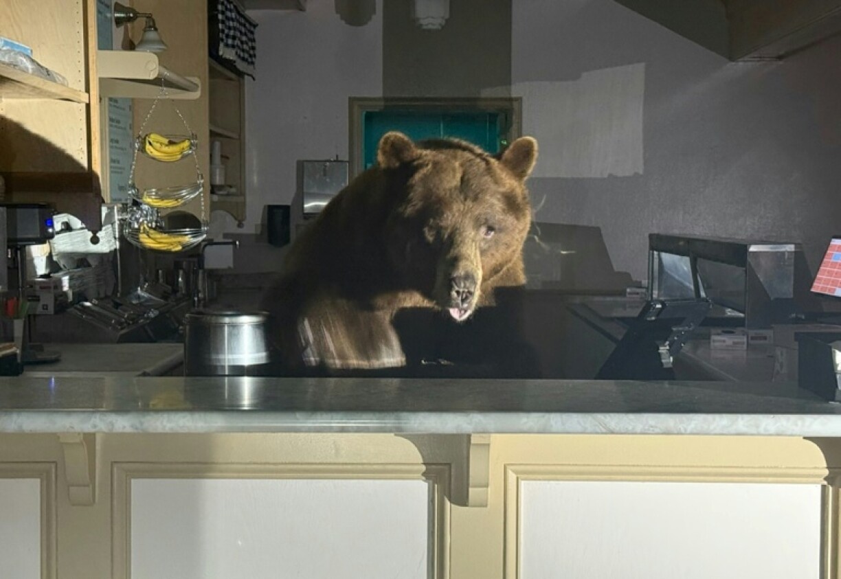 Bear necessities: The big animal climbed on the ice cream shop's counter looking for a treat