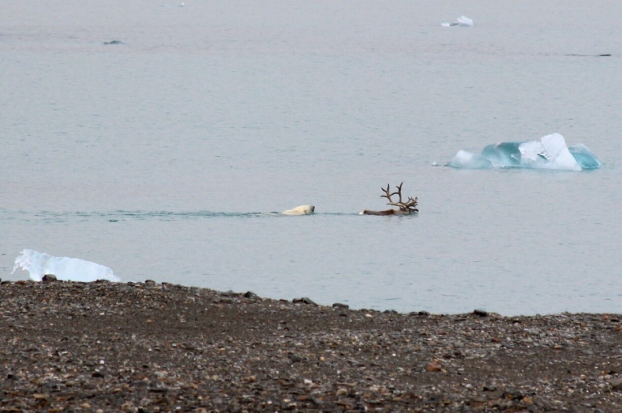 A research team from a Polish scientific station caught on camera a polar bear hunting a reindeer in Norway's Svalbard archipelago