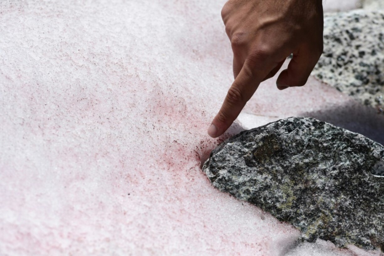 Biagio di Maio, chercheur au Centre de recherche national, montre la neige rose au sommet du glacier Presena, près de Pellizzano, dans les Alpes italiennes le 4 juillet 2020.