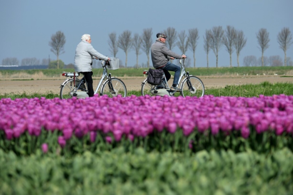 The Netherlands is world famous for its tulips