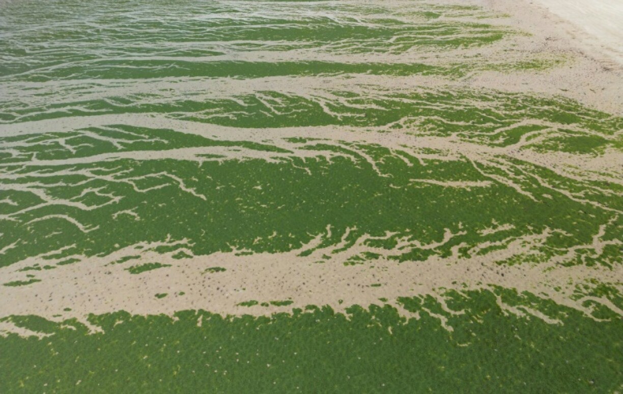 Green algae releases hydrogen sulphide gas as it rots which can prove deadly at high concentrations