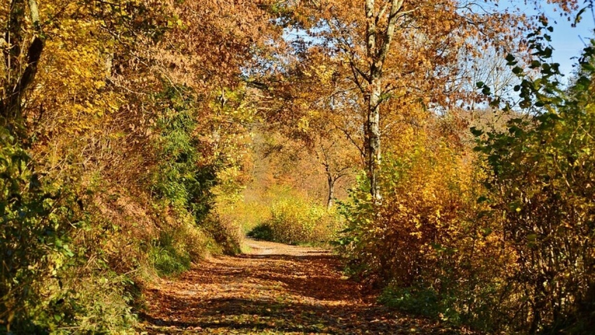 Le soleil sera au rendez-vous la semaine prochaine, parfait pour profiter des superbes couleurs de l'automne
