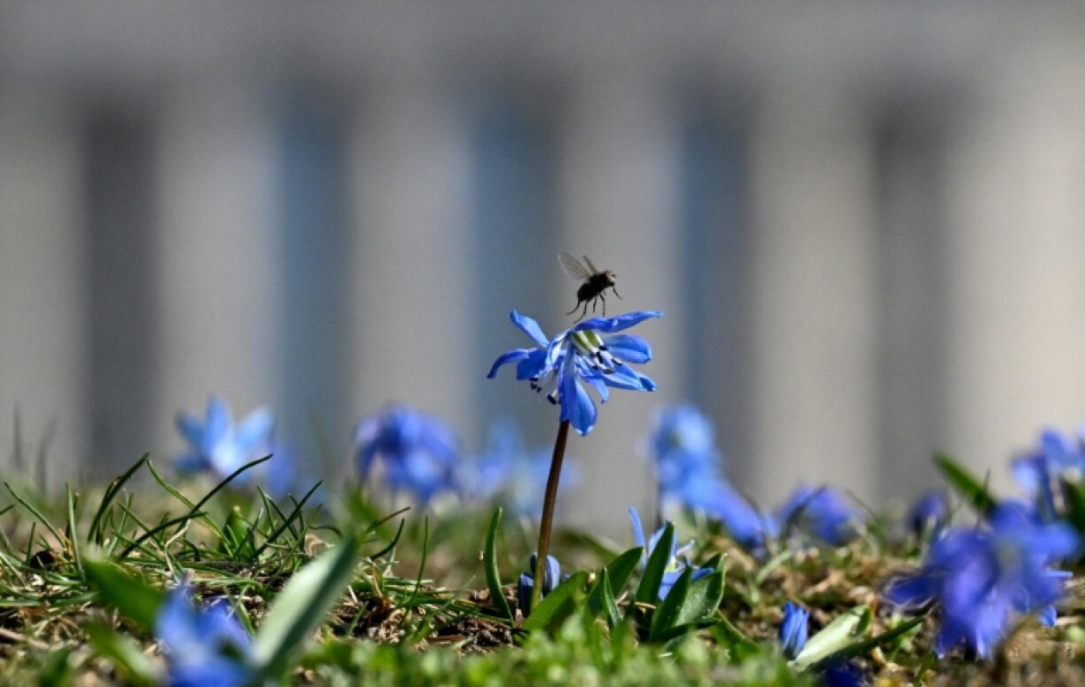 Scientists fear the numbers of insects in the UK are falling, after drivers record fewer bug splats on their vehicles