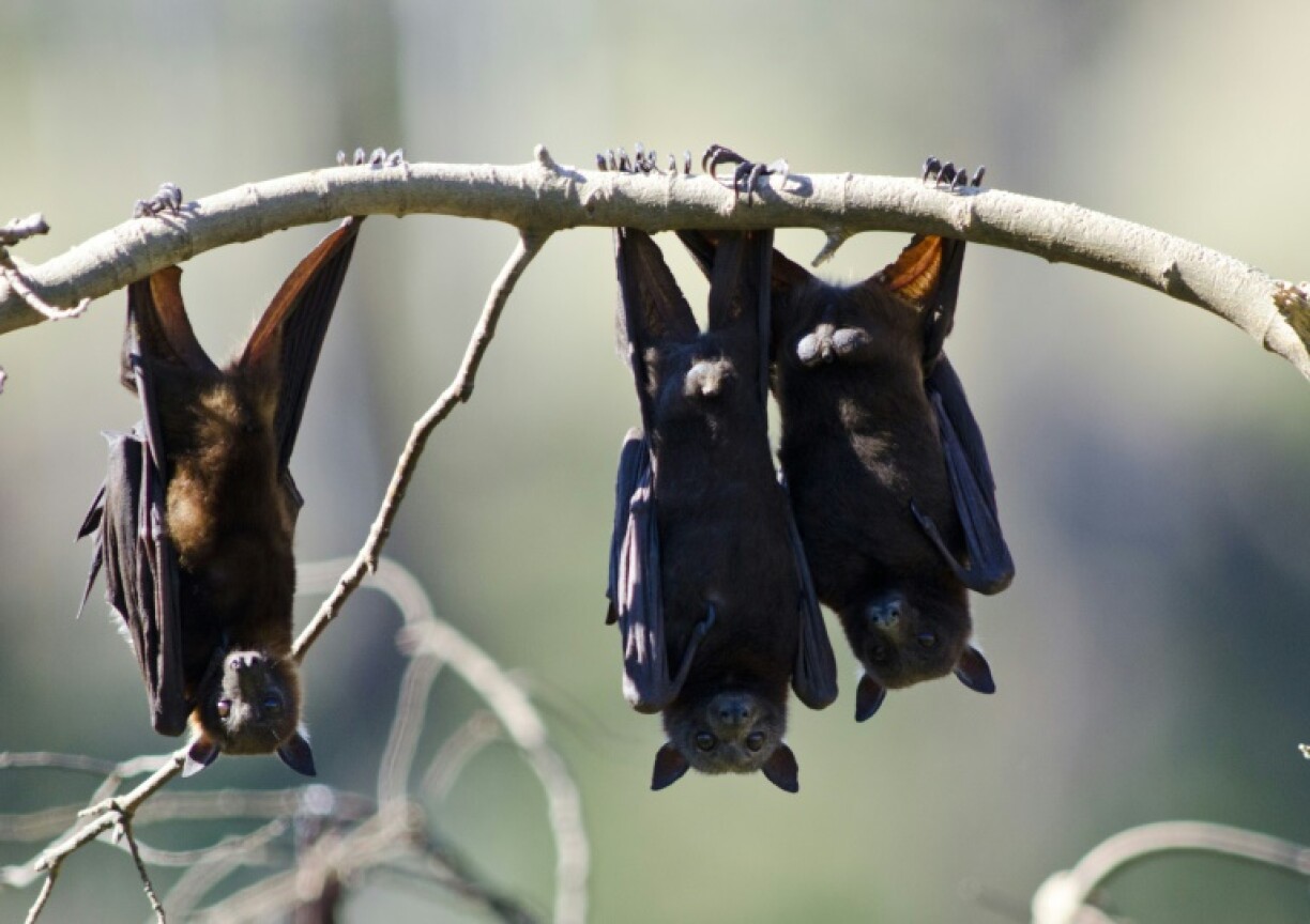 Fruit bats are known to carry Australian bat lyssavirus, but it is not known what species delivered the fatal bite