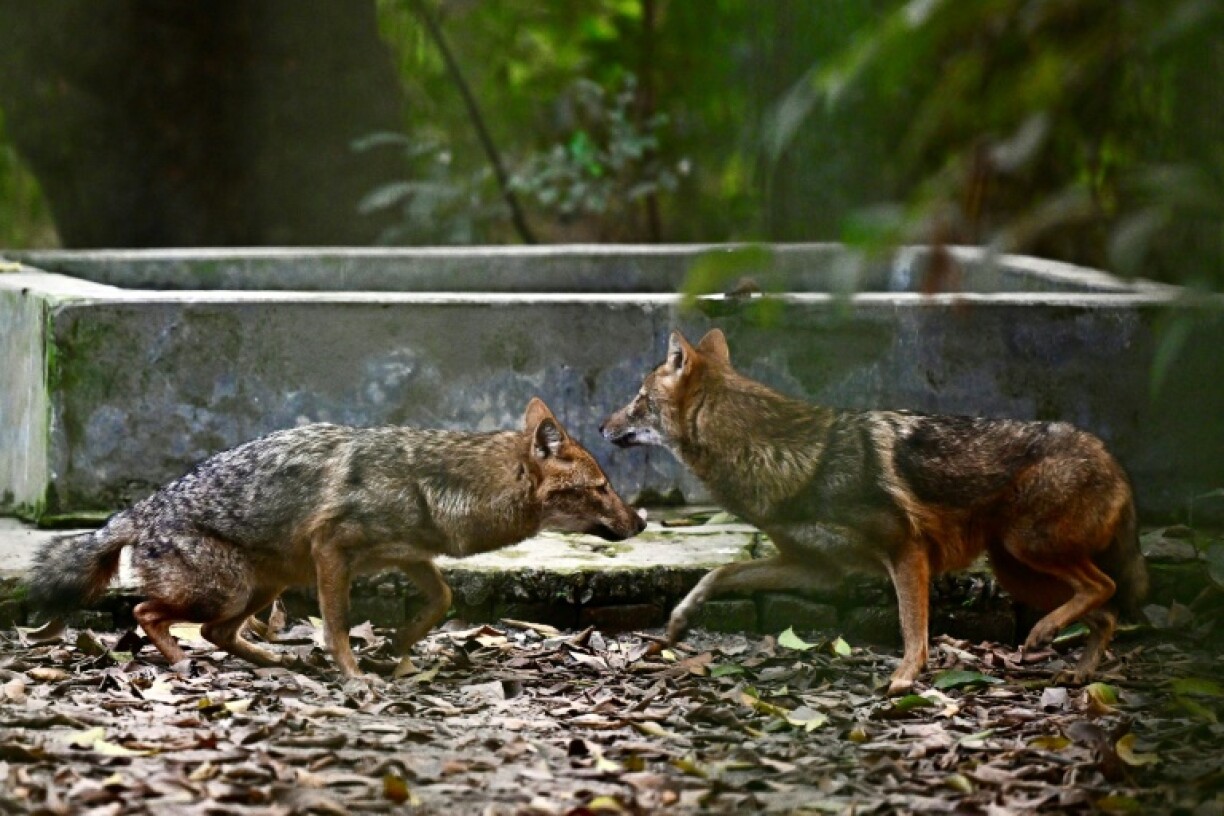 Two hospitals in different areas of the country told AFP they had treated a dozen or more jackal bites in a single day