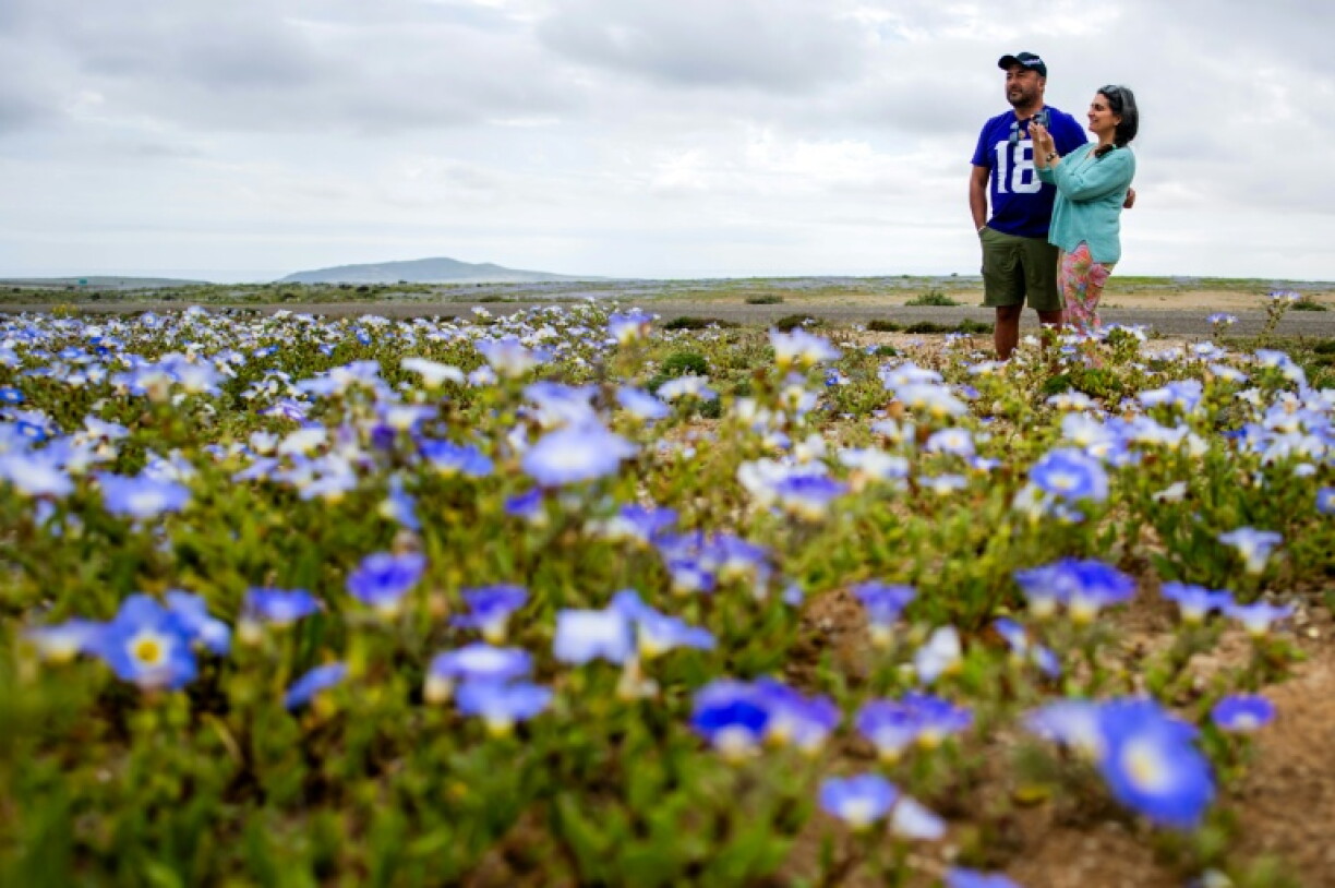 Deux personnes observent la floraison dans le désert d'Atacama, à Copiapó, dans le nord du Chili, le 18 septembre 2026