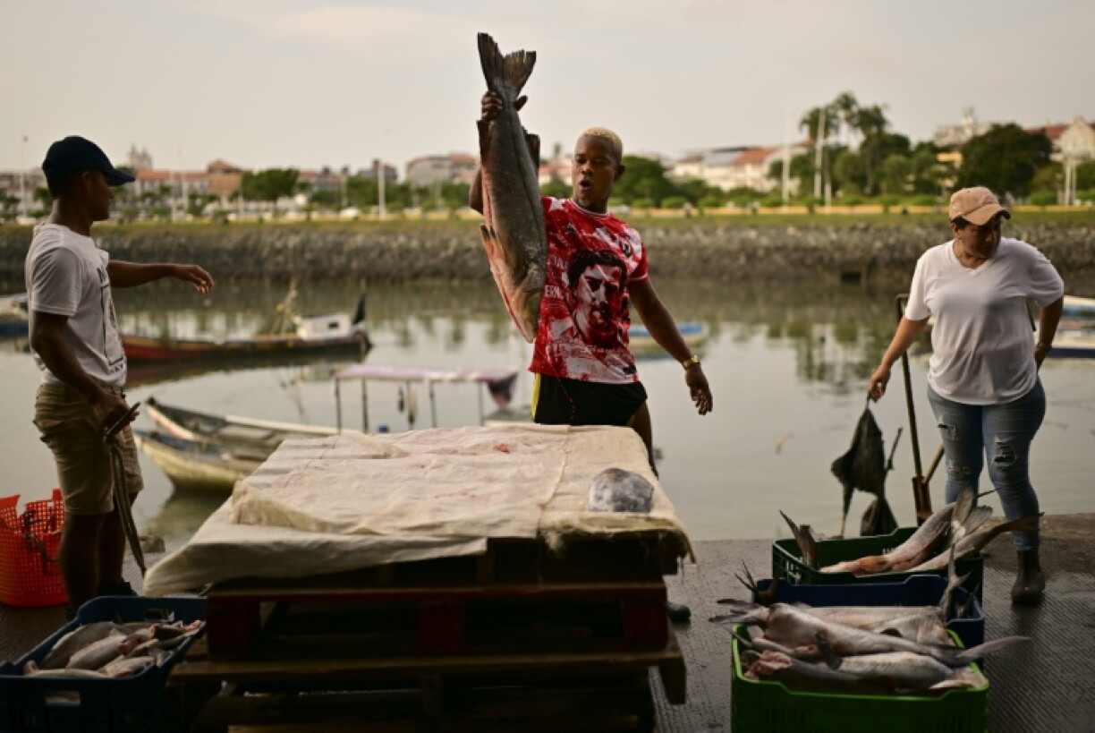 A fisherman holds a freshly caught snook before it is weighed at the fishing terminal in Panama City, where catches are dwinding as El Nino drives fish further offshore, to cooler waters