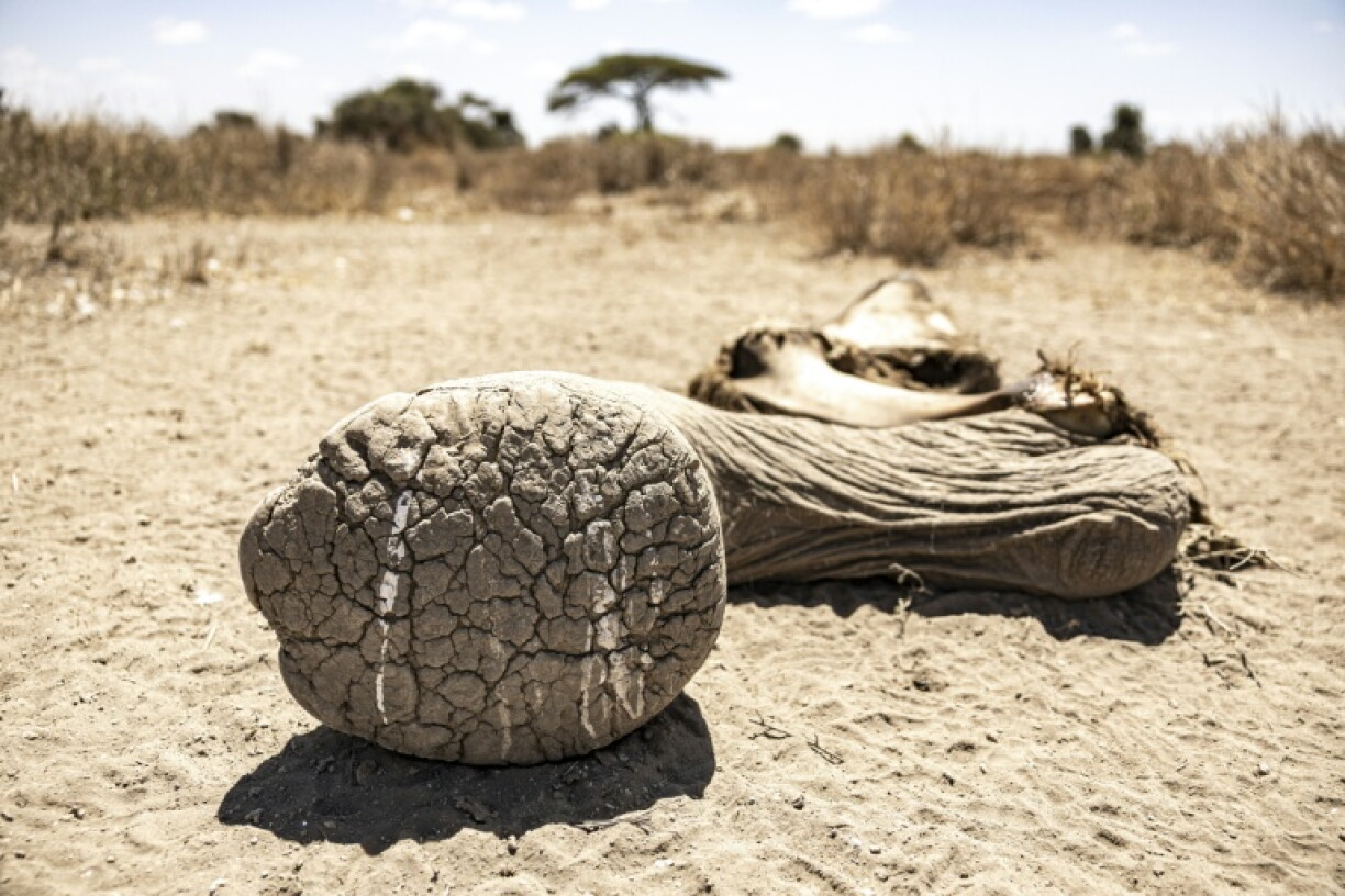Une patte d'éléphant, reste d'une carcasse décomposée, le 12 août 2026, dans la réserve de Kimana, près du parc national kényan d'Amboseli