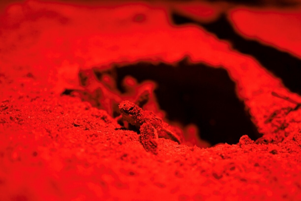 A newly hatched turtle attempts to reach the ocean in Braamspunt, Suriname, on a beach at risk of vanishing due to coastal erosion