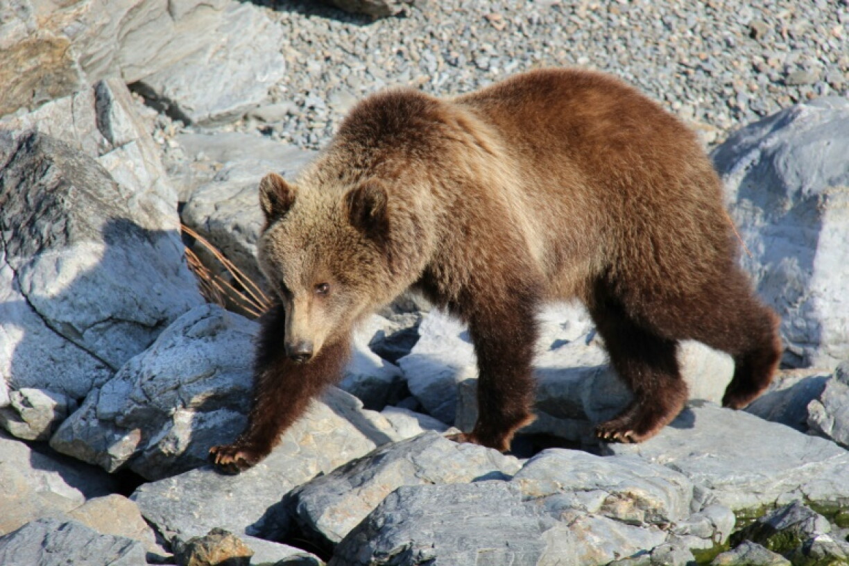 Bears flee in the vast majority of encounters with humans