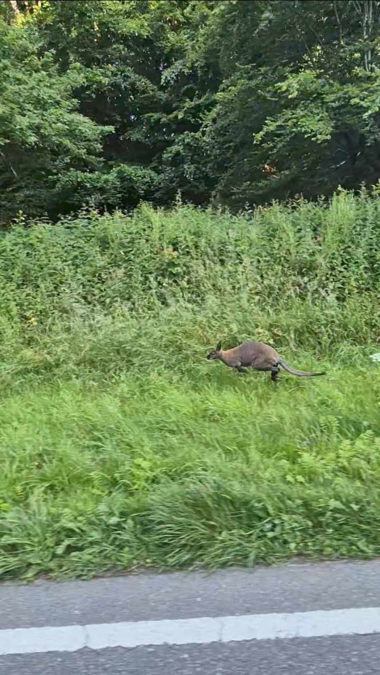 En Donneschdeg de Moie war de Sammy op der Streck tëscht Bech an Iechternach ënnerwee.