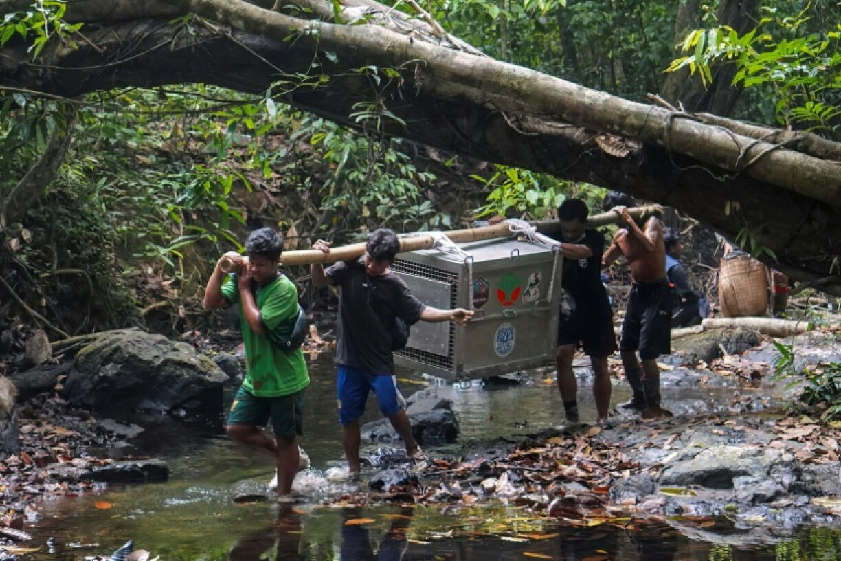 Deforestation monitor Nusantara Atlas estimates the blazes consumed more than 1.9 million hectares of land in the first nine months of the year