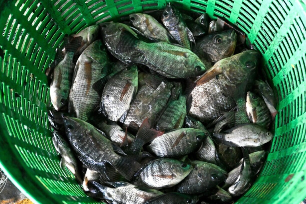 Blackchin tilapia are an invasive species from west Africa that has been found in 19 provinces in Thailand, damaging ecosystems