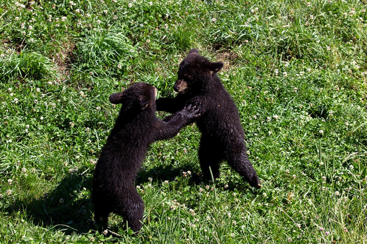 D'Airzona an d'Montana