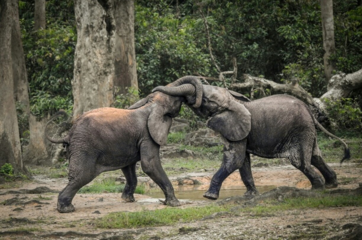 African forest elephants are smaller than their African savanna elephant cousins