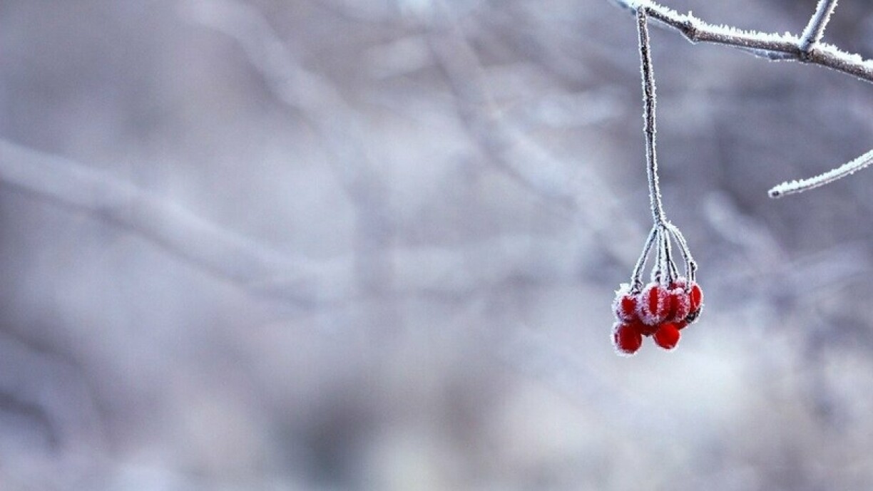 Are we looking at actual freezing temperatures? No, we certainly are not.. but overall it most definitely will be colder today. So.. you know. Frost (though not really).