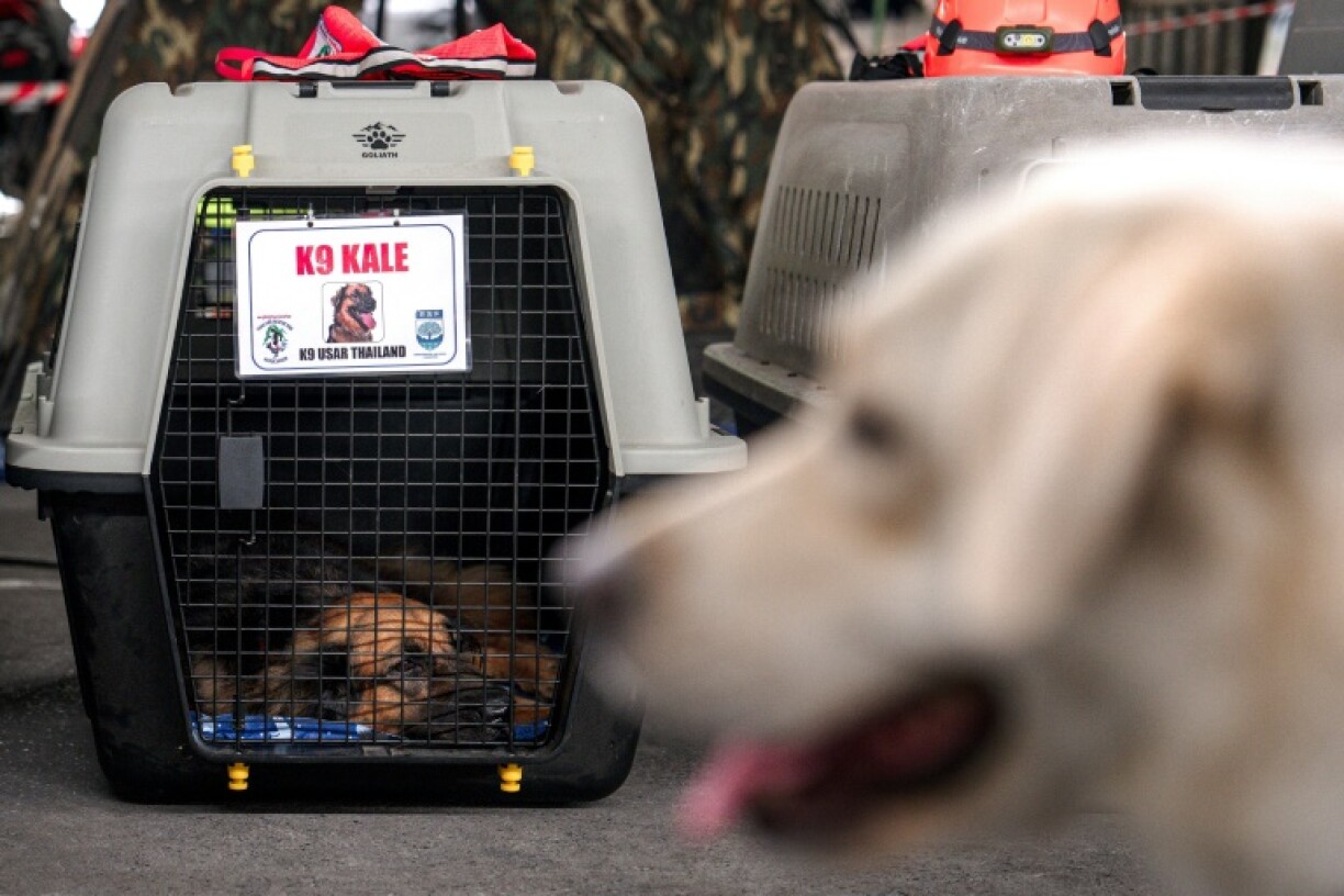 The search and rescue dogs are also acting as emotional support for victims' friends and relatives