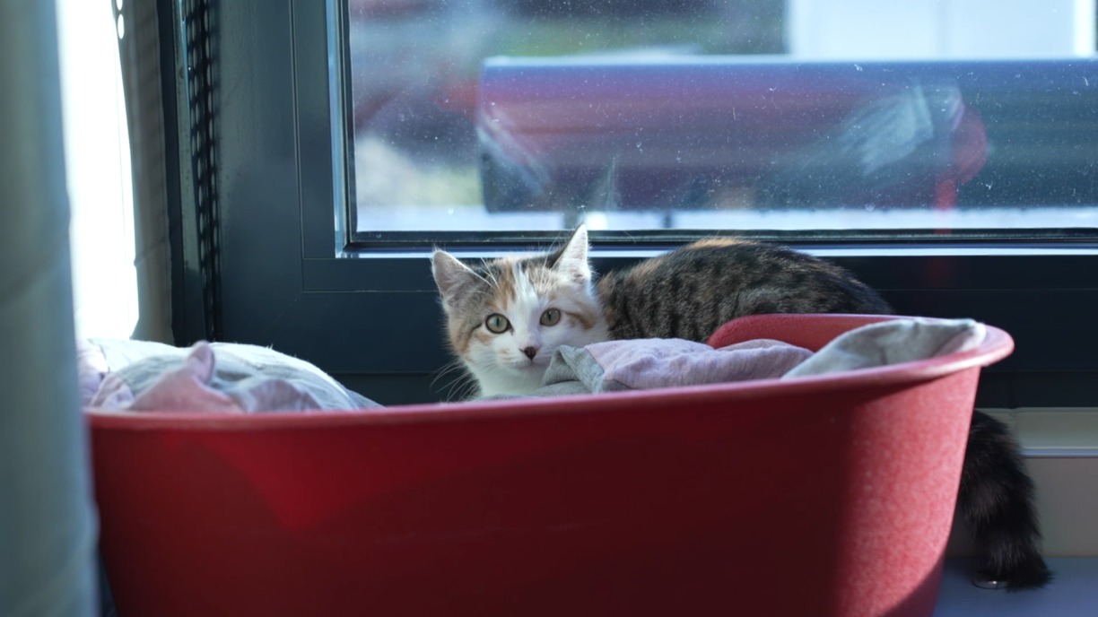 A female cat can have kittens twice a year.