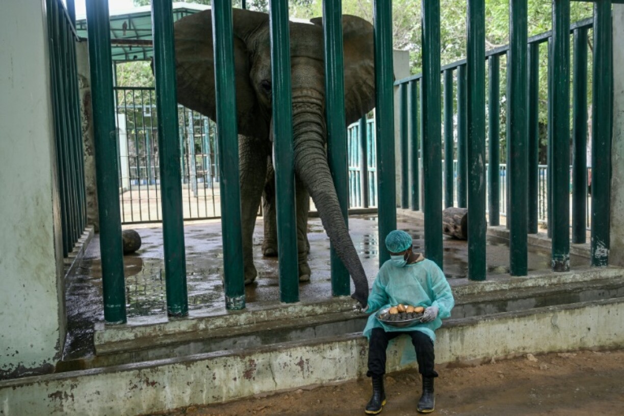 Mahout Ali Baloch feeds balls of food laced with medicine to Malika, an elephant with tuberculosis, at the Karachi Safari Park