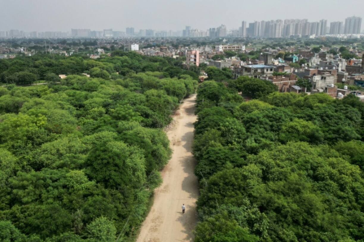 Peepal Baba's trust estimates it has restored vegetation across more than 270,000 hectares