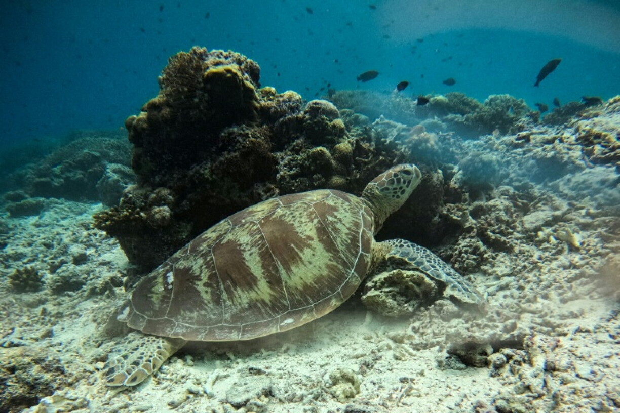 Just one in 1,000 hatchlings survives to sexual maturity at 20 years old