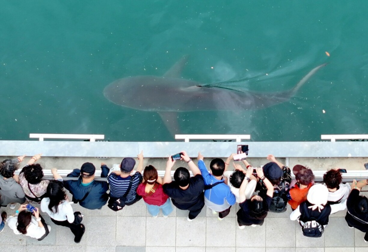 People watch a 3.5-metre shark trapped in an artificial waterway in the southeastern port city of Busan