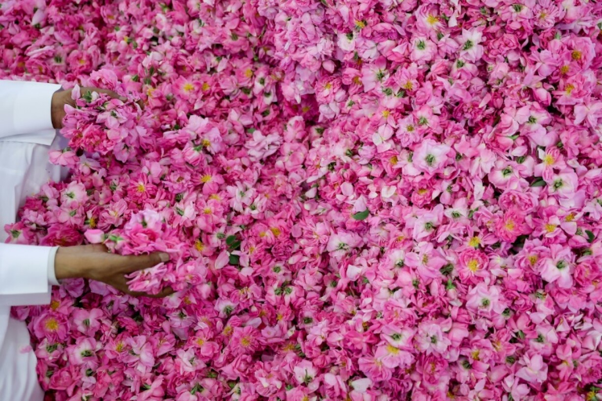 The blooms are then hand-picked from daybreak to late in the evening by an army of labourers
