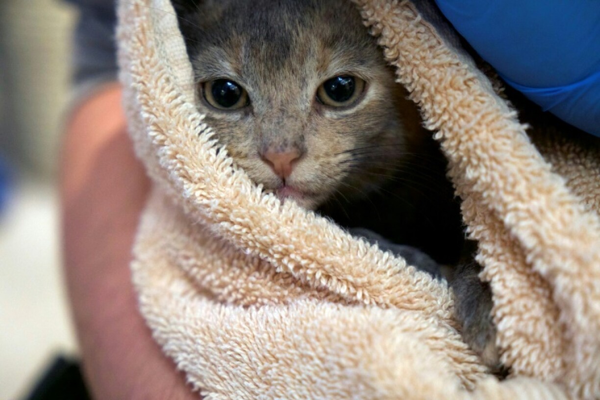 Un chat dans les bras d'un employé de l'association Humane Rescue Alliance (HRA), dans un refuge à Washington le 15 octobre 2021