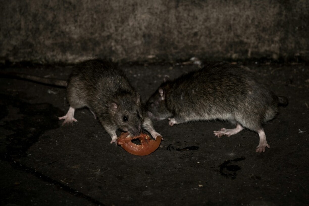 Deux rats se partagent une tranche de tomate, rue de Rivoli à Paris le 15 décembre 2016