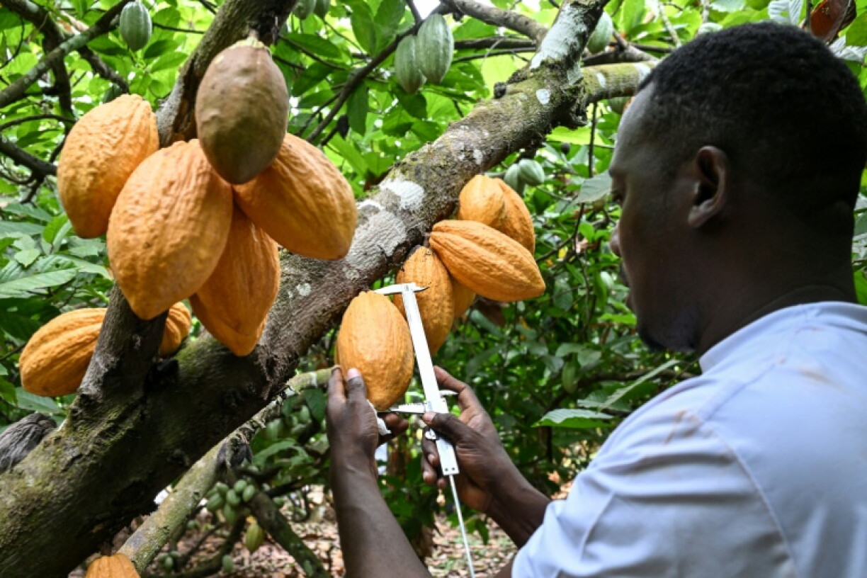 Ivory Coast's National Center for Agronomic Research wants to create a bean that can survive the unpredictable weather events unleashed by climate change