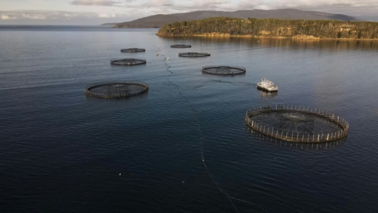 Salmon pens belonging to the Tassal company located off Charlotte Cove, in the d'Entrecasteaux Channel in Tasmania.