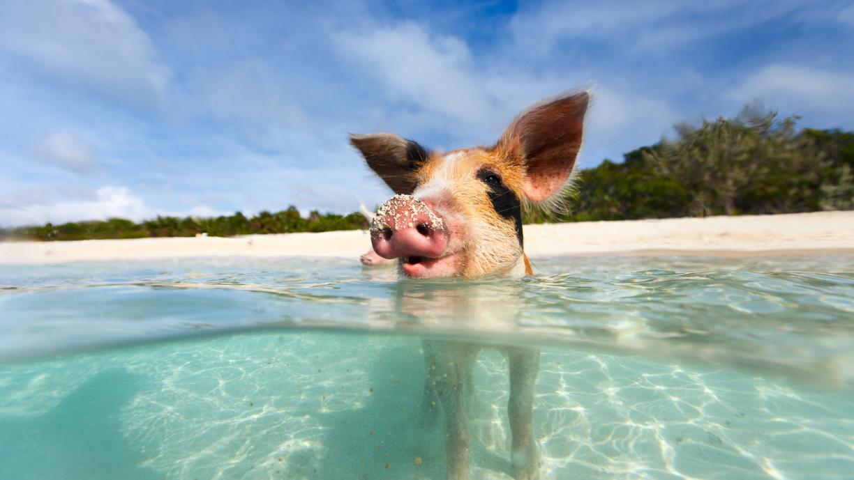 Happy pig to brighten your day.