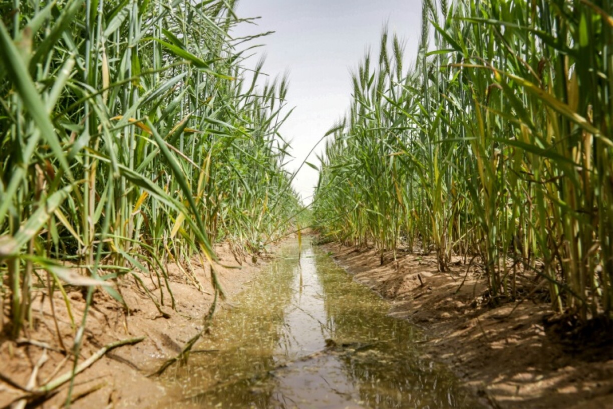 Wheat grows around a groundwater stream near Karbala