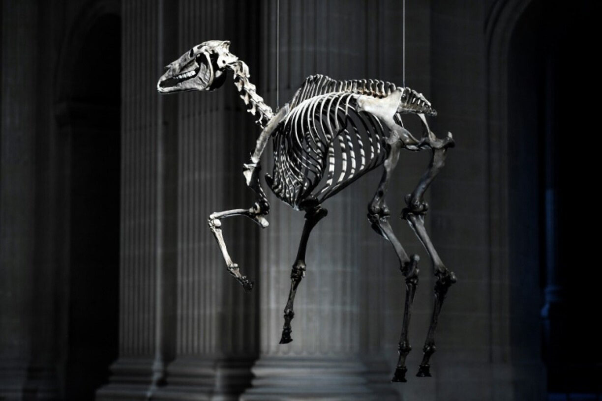 Une reproduction en 3D du squelette du cheval préféré de Napoléon, Marengo, de l'artiste Pascal Convert, suspendue au-dessus du tombeau de Napoléon aux Invalides, le 7 mai 2021 à Paris