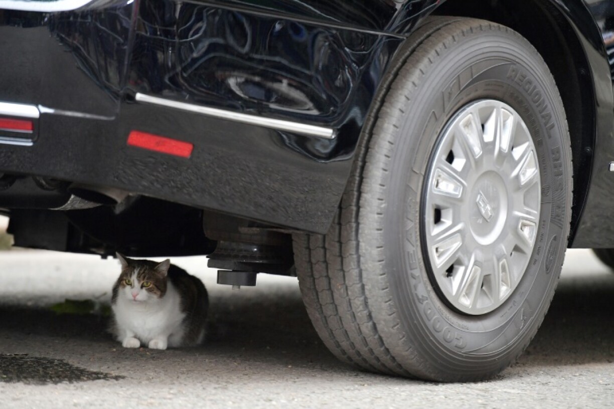 A cat hiding under the American presidential motorcade, featuring Goodyear tyres, in 2019.
