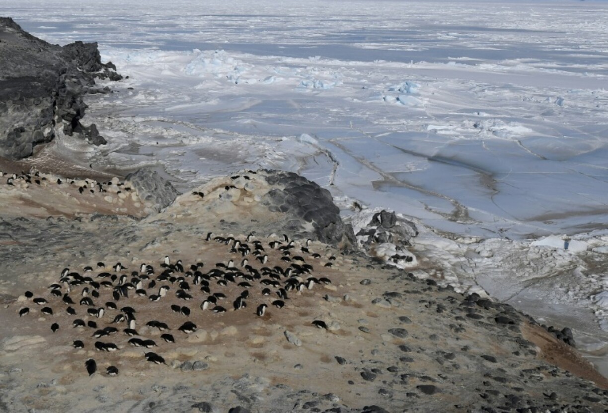 For over a month after the Adelie penguin colony had departed on their annual migration, concentrations of atmospheric amonia stayed roughly 100 times higher