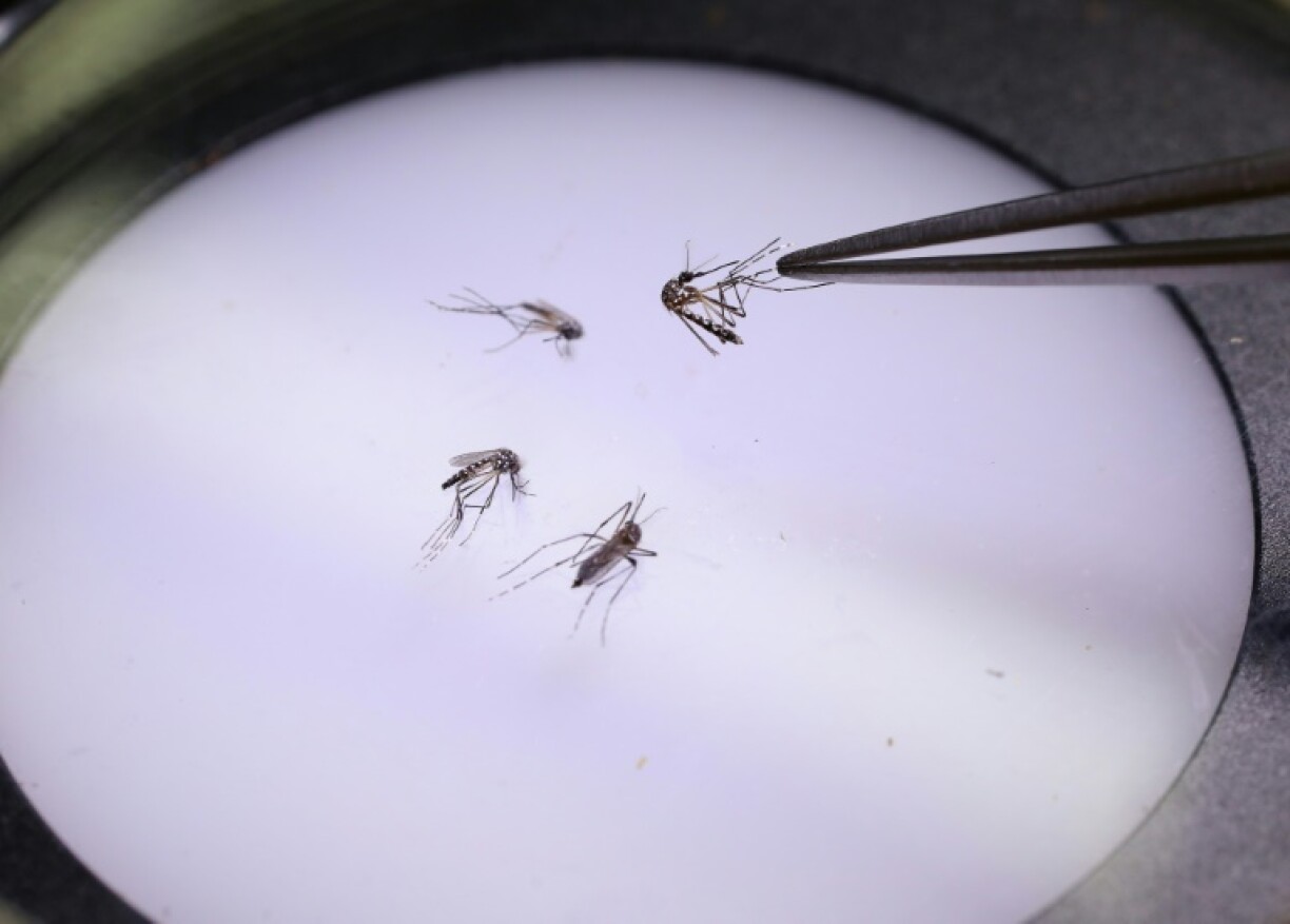 Mosquitoes have expanding ranges due to global warming