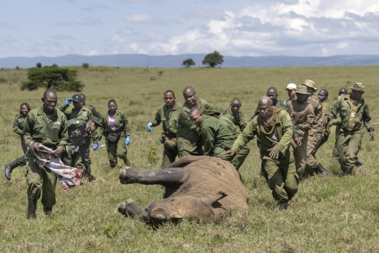 The team has just minutes after a rhino is tranquilised