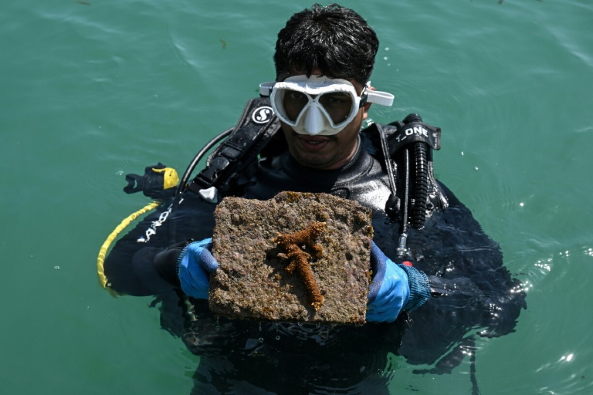 A diver holds a transplanted coral from the restoration site underwater near Kariyachalli Island, off the coast of Thoothukudi in India's Tamil Nadu state