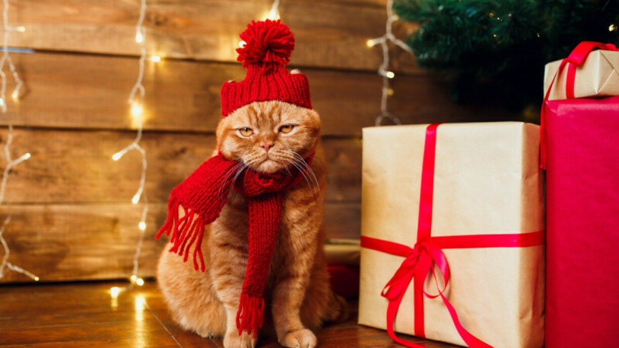 Les Français qui souhaitent faire plaisir à leurs animaux pour Noël ont prévu un budget moyen de 24 euros.