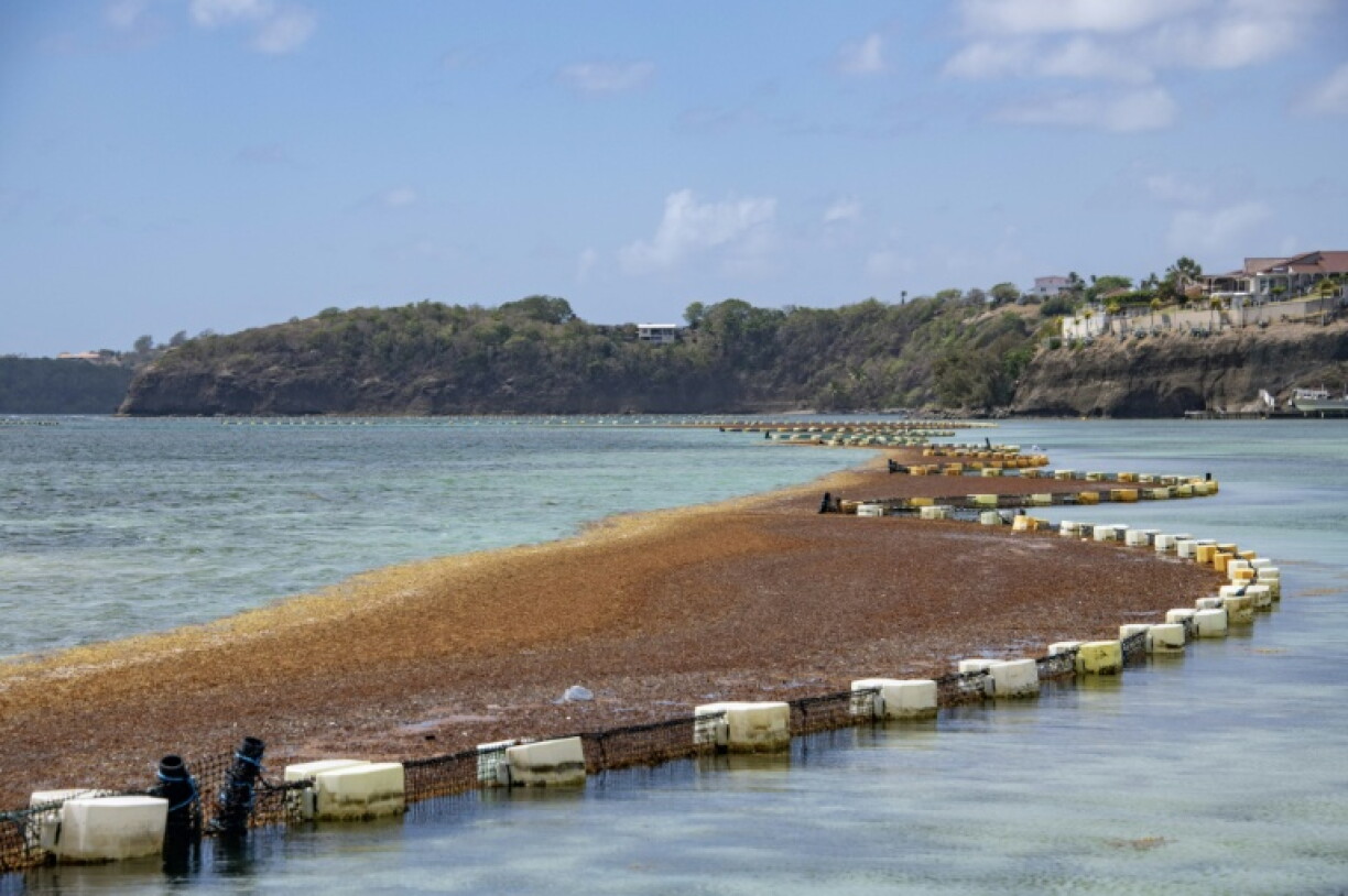 Des sargasses interceptées au large du François, en Martinique, par des barrages flottants, le 19 avril 2023