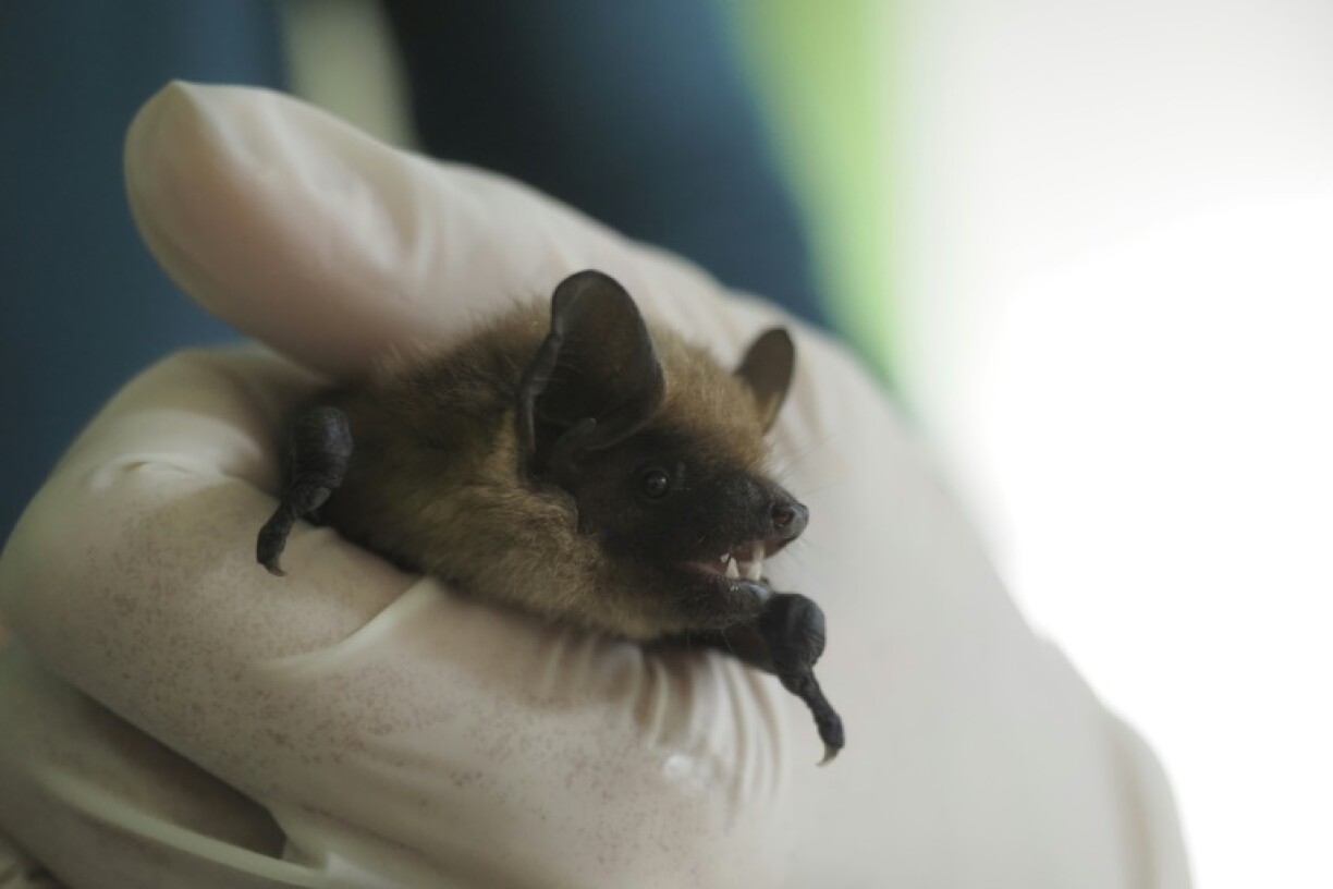 Le mystère entourant le pénis disproportionné d'une espèce de chauve-souris a été résolu grâce aux observations d'un retraité néerlandais dans une église, selon une étude