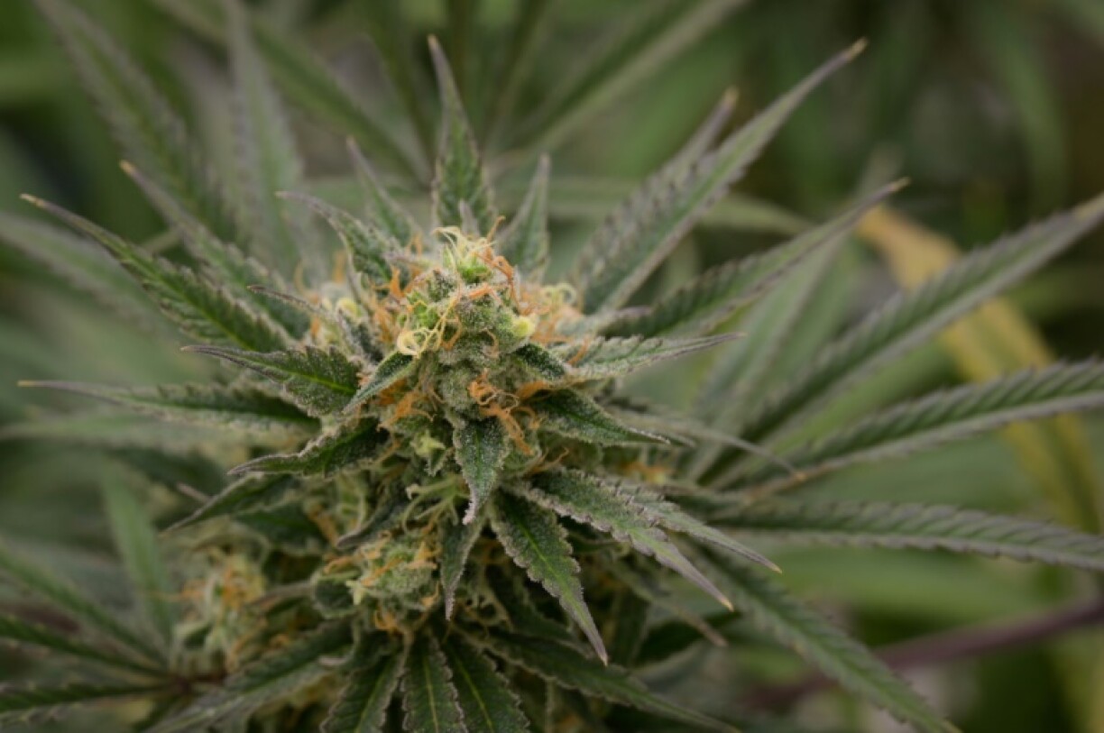 Cannabis can currently only be purchased legally in the wealthy Alpine nation for medical use