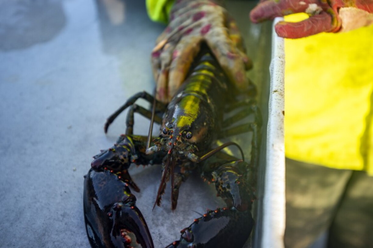 A lobsterwoman is seen holding a lobster in Spruce Head, Maine in 2021