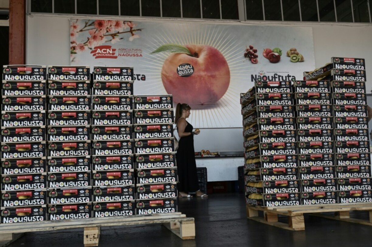 Fruit flies have caused significant damage to Greece's annual peach crop