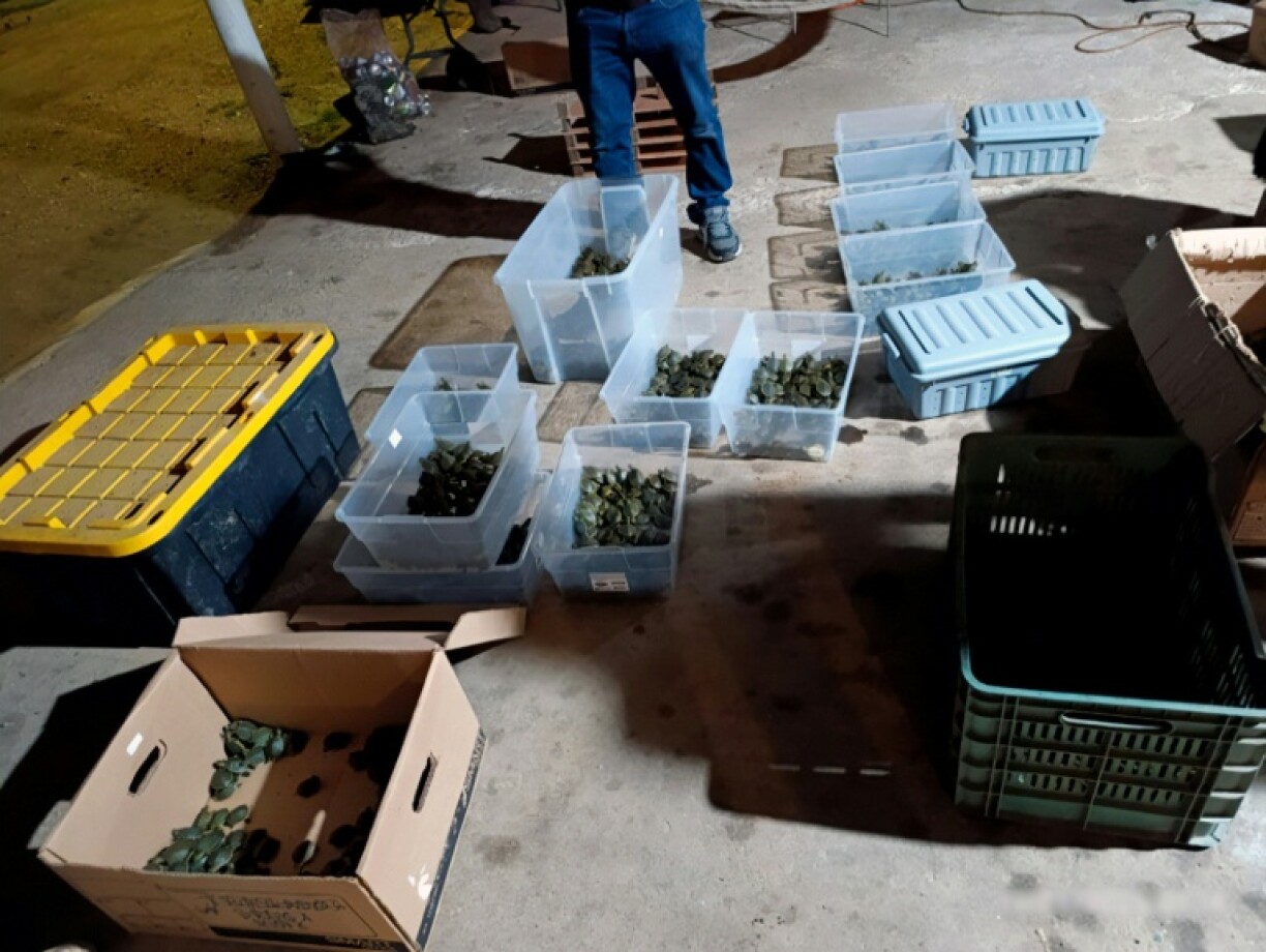 The freshwater Meso-American slider turtles are protected in Mexico